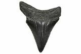 Serrated, Juvenile Megalodon Tooth - South Carolina #374227-1